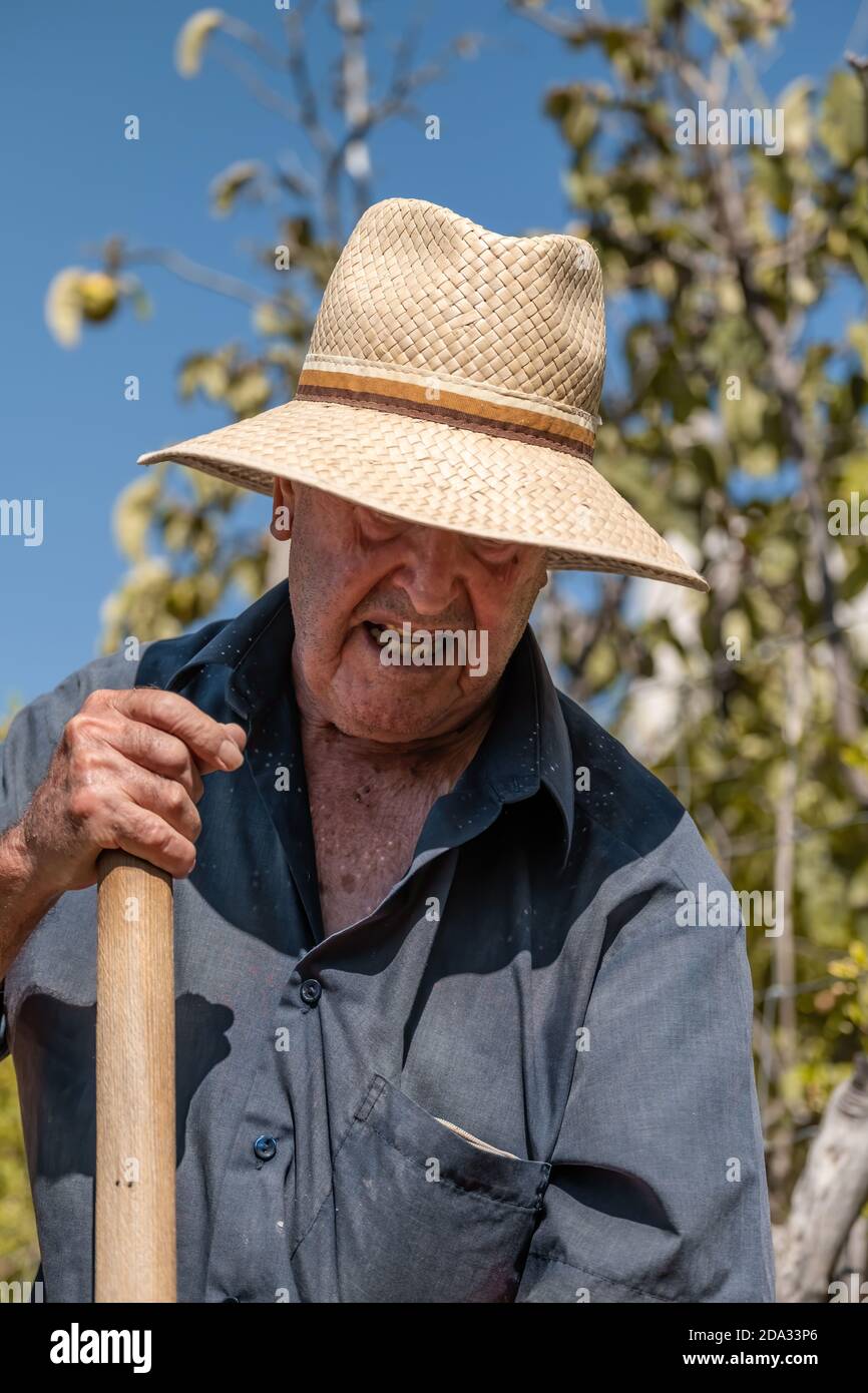 Uomo anziano in cappello di paglia e camicia lunga blu brillante aratura manuale sul campo con una forchetta Foto Stock