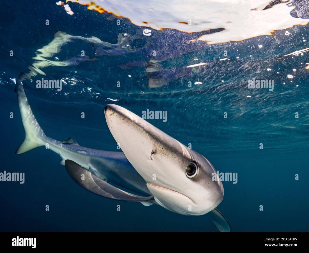 Snorkeling con Blue Sharks al largo della costa di Plymouth, Regno Unito Foto Stock