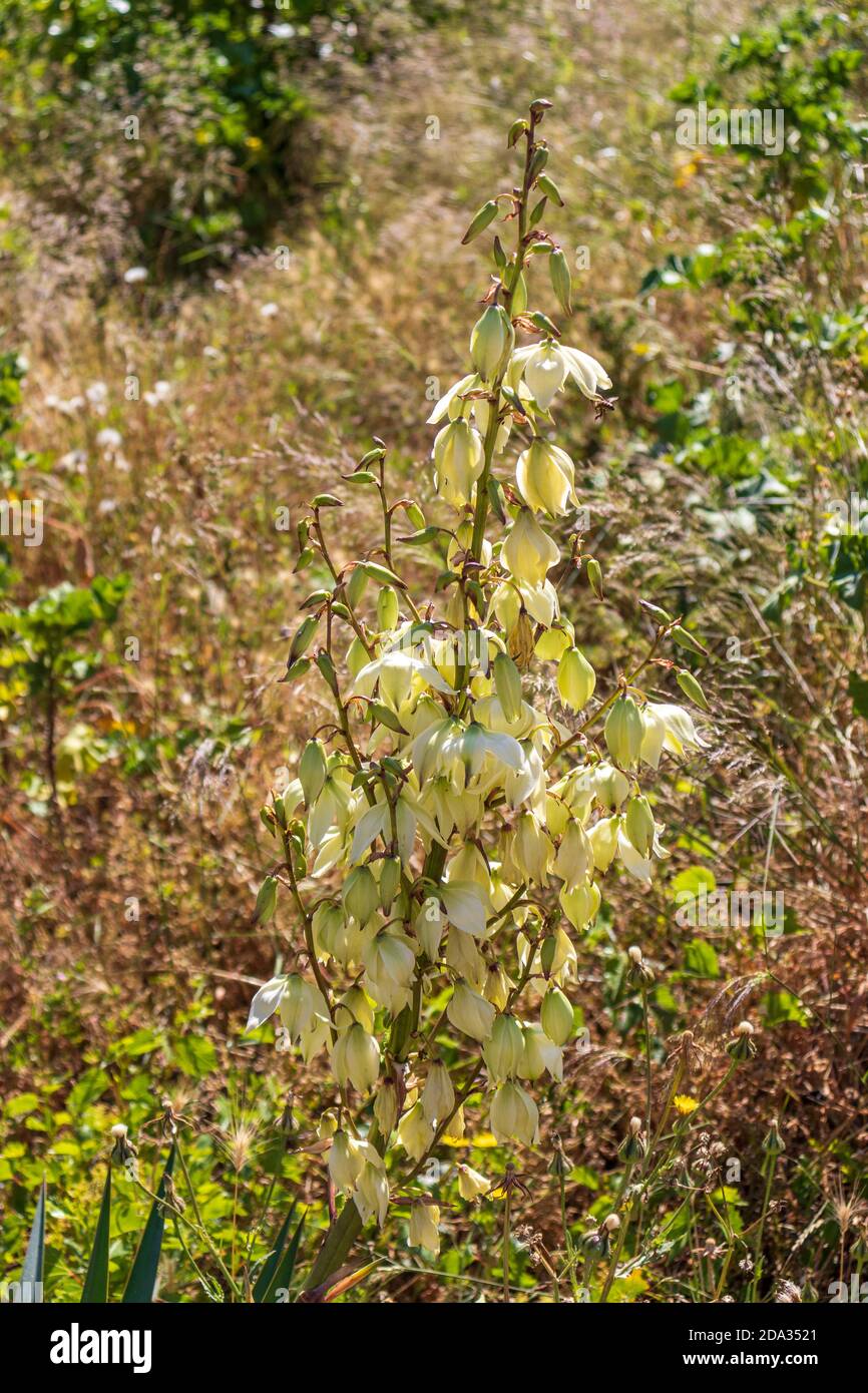 Yucca gloriosa, pianta spagnola di fagiolo in fiore Foto Stock