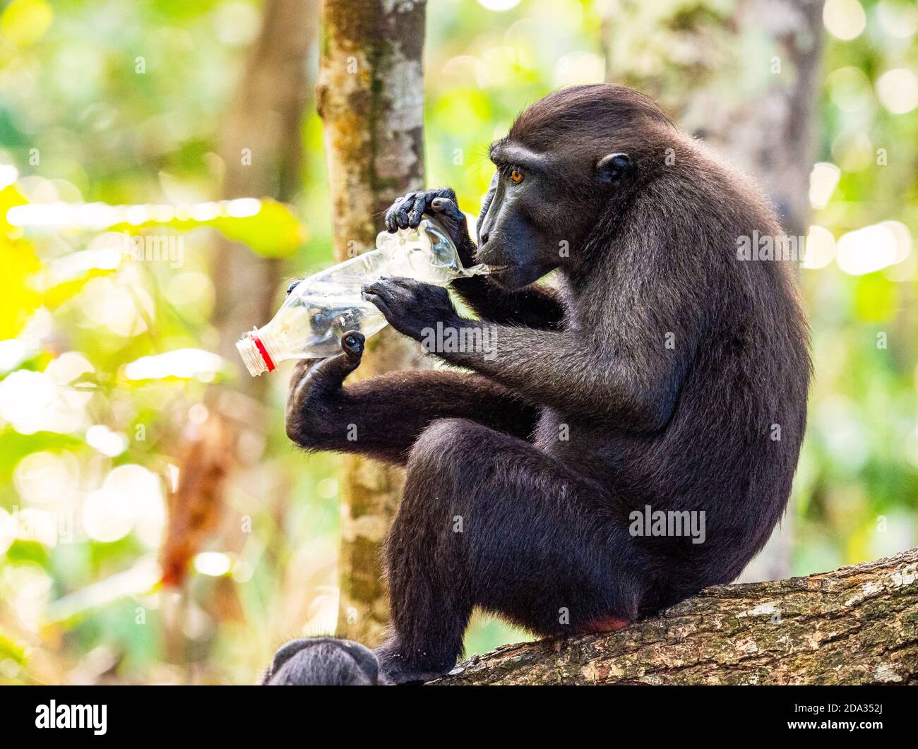 Macachi crestati neri e inquinamento plastico nella Riserva Naturale di Tangkoko, Sulawesi del Nord, Indonesia Foto Stock