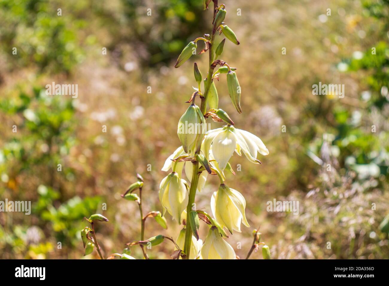 Yucca gloriosa, pianta spagnola di fagiolo in fiore Foto Stock