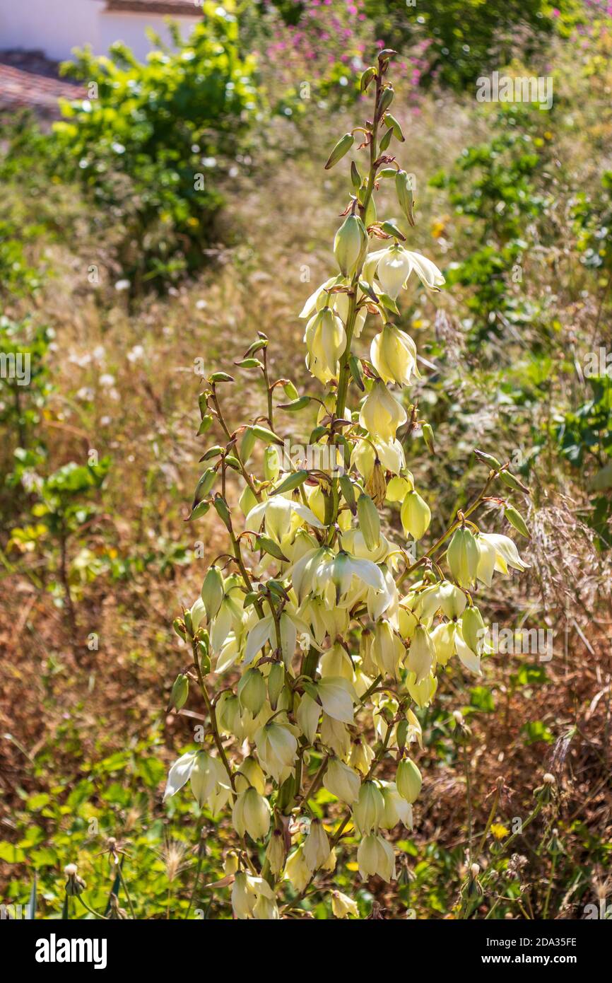 Yucca gloriosa, pianta spagnola di fagiolo in fiore Foto Stock