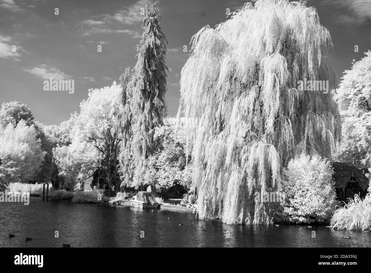 Maidenhead, Berkshire, UK., Sunday, 09/08/2020, Infra-Red, Raymill Island, Willow Trees and Reeds, [Mandatory Credit: Peter Spurrier], Foto Stock