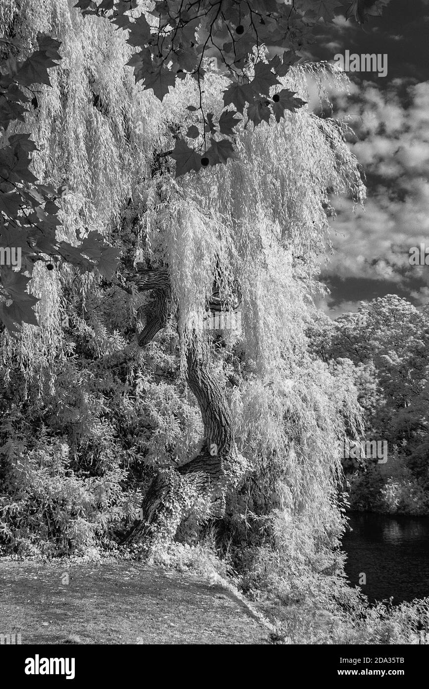 Maidenhead, Berkshire, UK., Sunday, 09/08/2020, Infra-Red, Raymill Island, Bankside, WillowTree, con forma curva, [credito obbligatorio: Peter Spurrier], Foto Stock