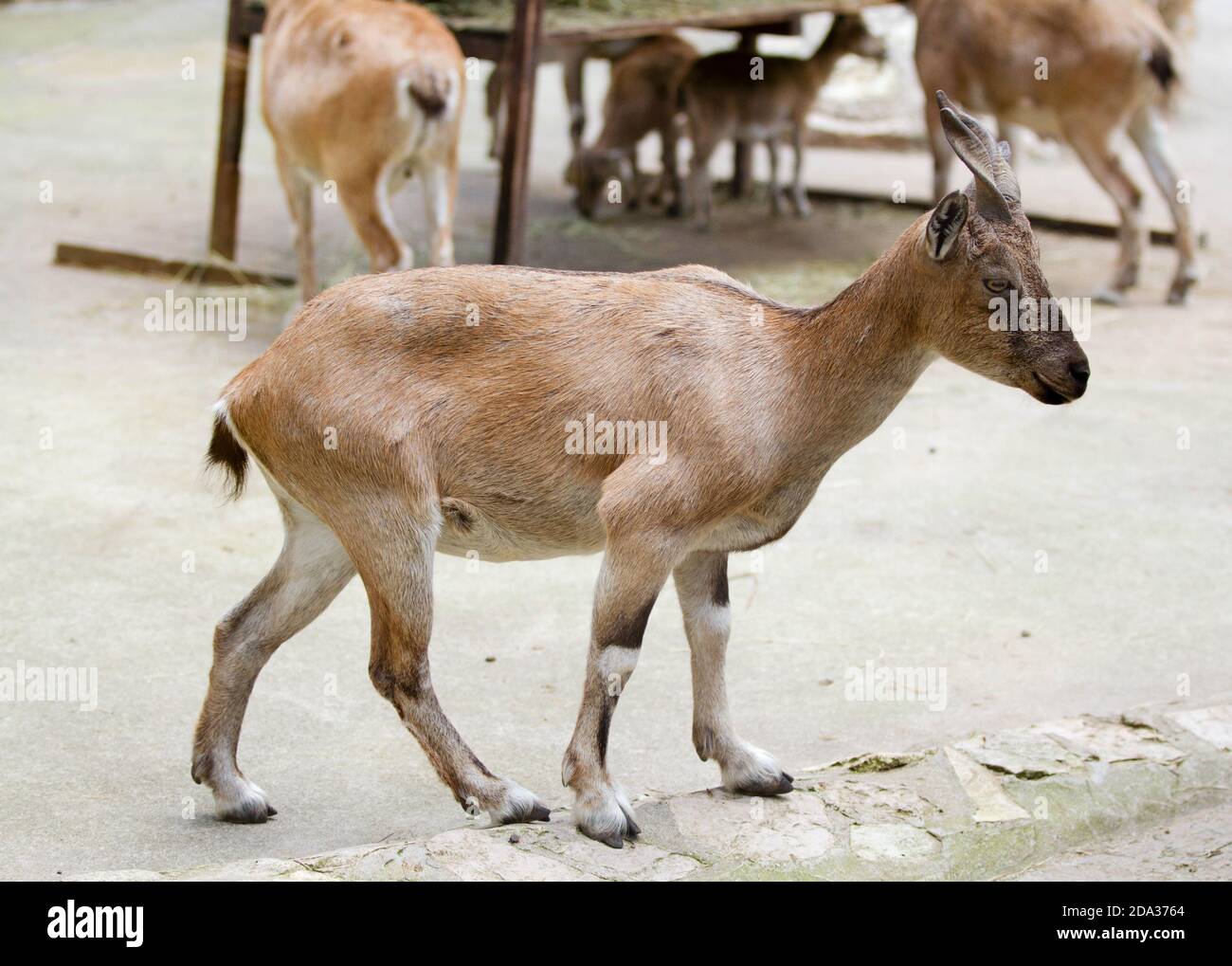 Marchiglia marrone con corna lunghe in uno zoo Foto Stock