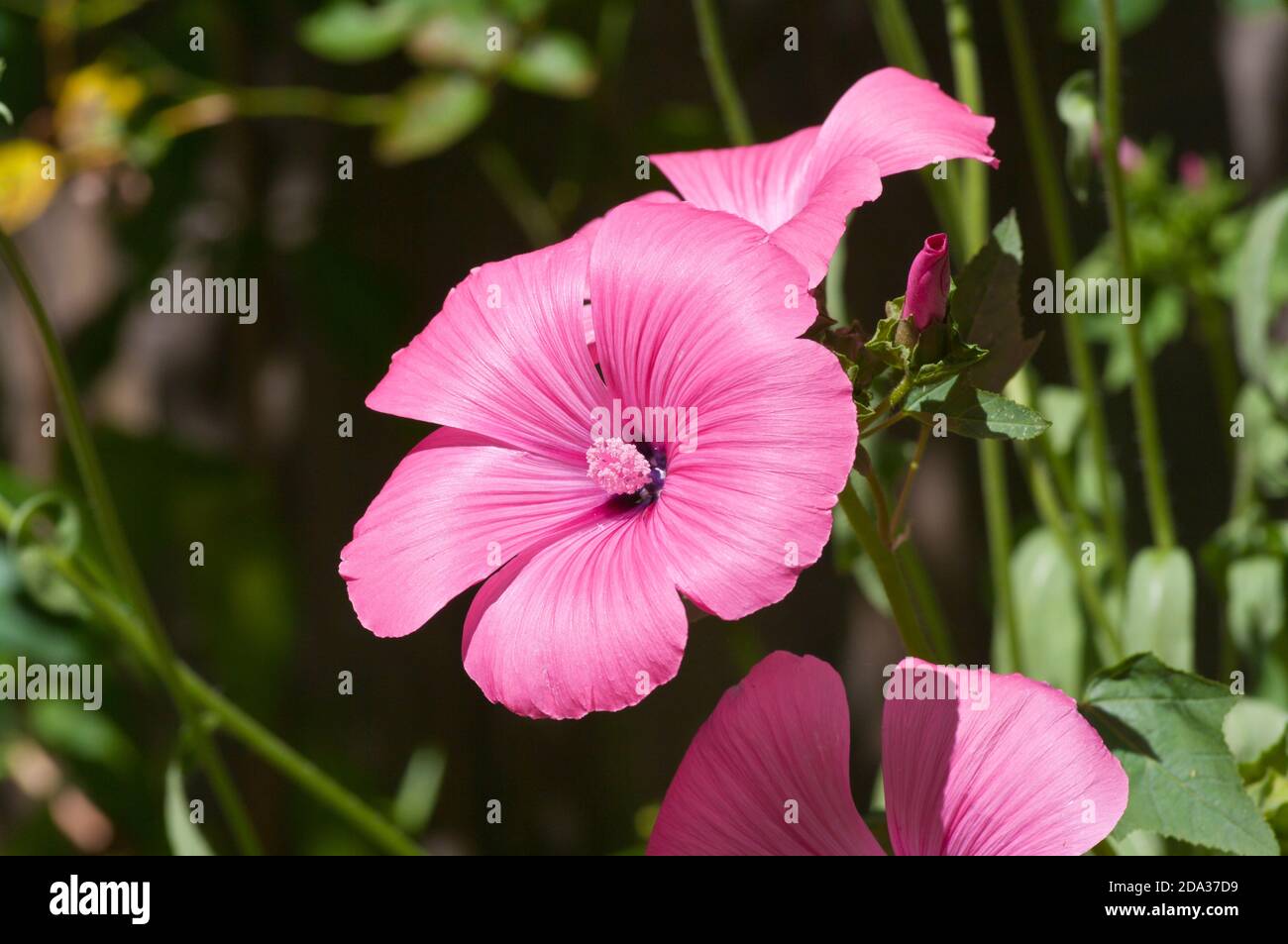 Lavatera Lavateras rosa Foto Stock
