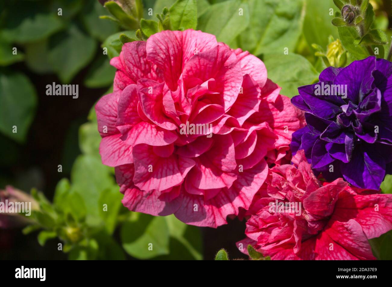 Petunia Petunia rosa Foto Stock