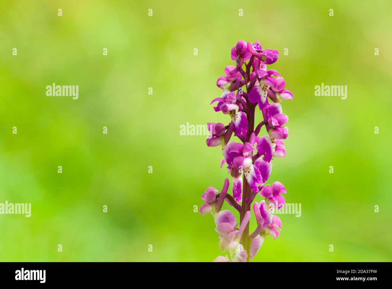 Orchidea viola (Orchis mascola) in fiore durante la primavera a Velvet Bottom nelle colline Mendip, Somerset, Inghilterra. Foto Stock