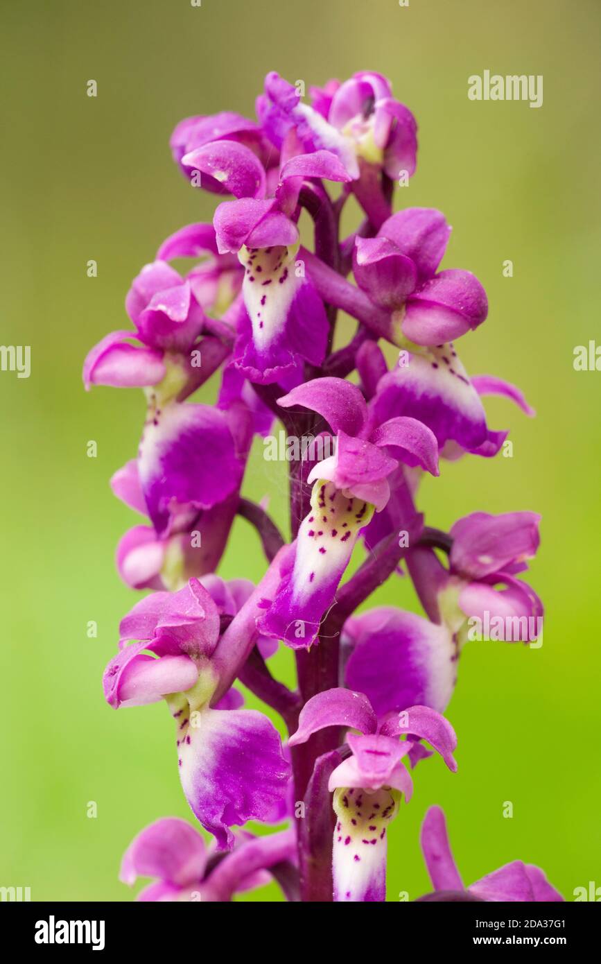 Orchidea viola (Orchis mascola) in fiore durante la primavera a Velvet Bottom nelle colline Mendip, Somerset, Inghilterra. Foto Stock