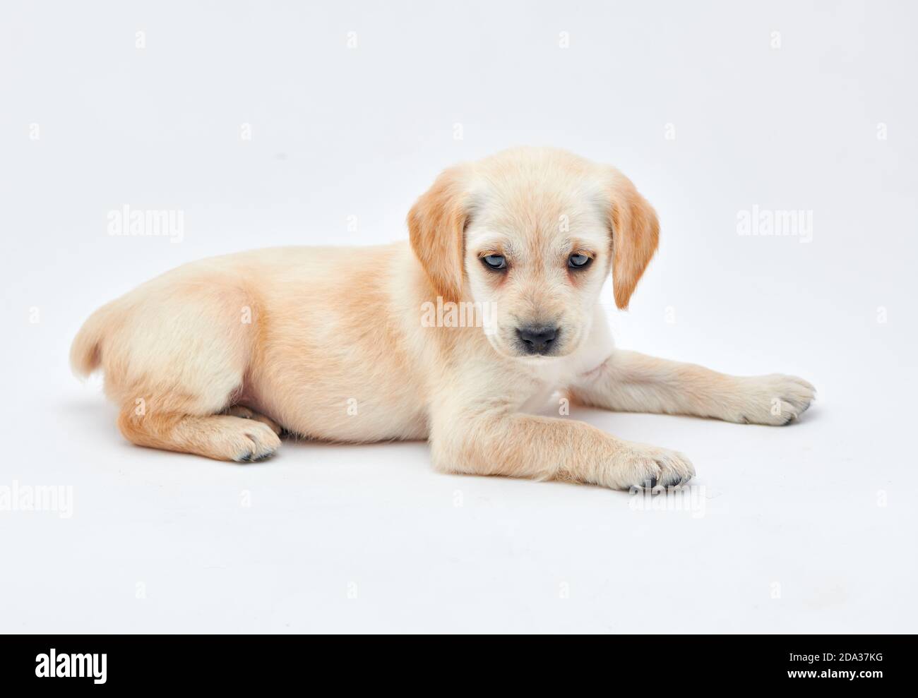 Cuccioli giovani di razza Cocker Spaniel ha sparato da vicino nel studio Foto Stock