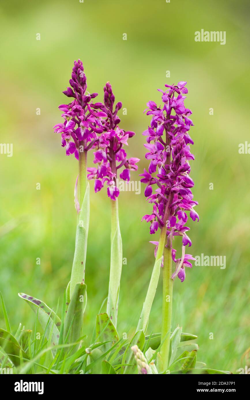 Un gruppo di orchidee viola (Orchis mascola) in fiore durante la primavera a Velvet Bottom nelle colline Mendip, Somerset, Inghilterra. Foto Stock
