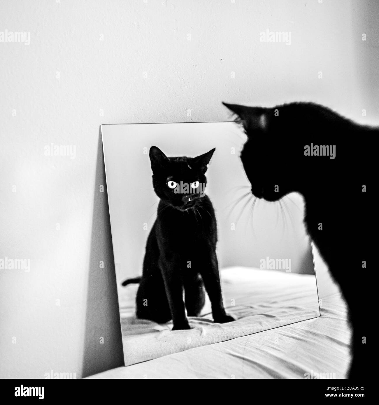 gatto nero di fronte ad un piccolo specchio quadrato sopra il letto bianco Foto Stock