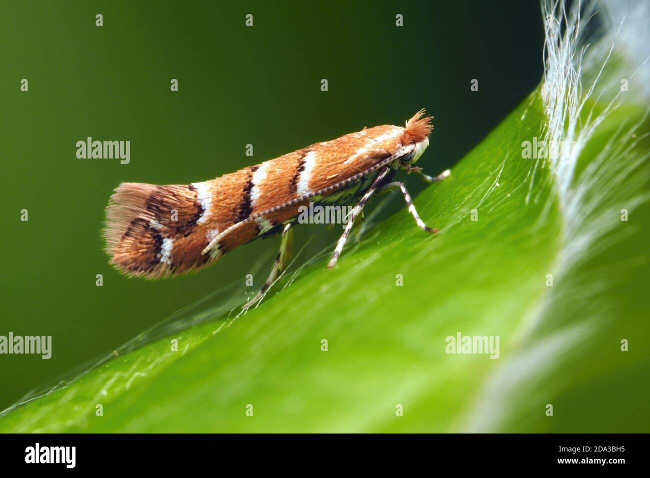 Cavallo Castagno Leaf-miner (Cameraria ohridella) poggiato su foglia di faggio. Tipperary, Irlanda Foto Stock