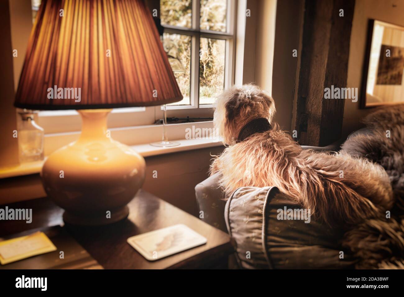 Un cane shaggy seduto su un divano in attesa per il suo proprietario che guarda fuori da una finestra accanto ad un paralume Foto Stock