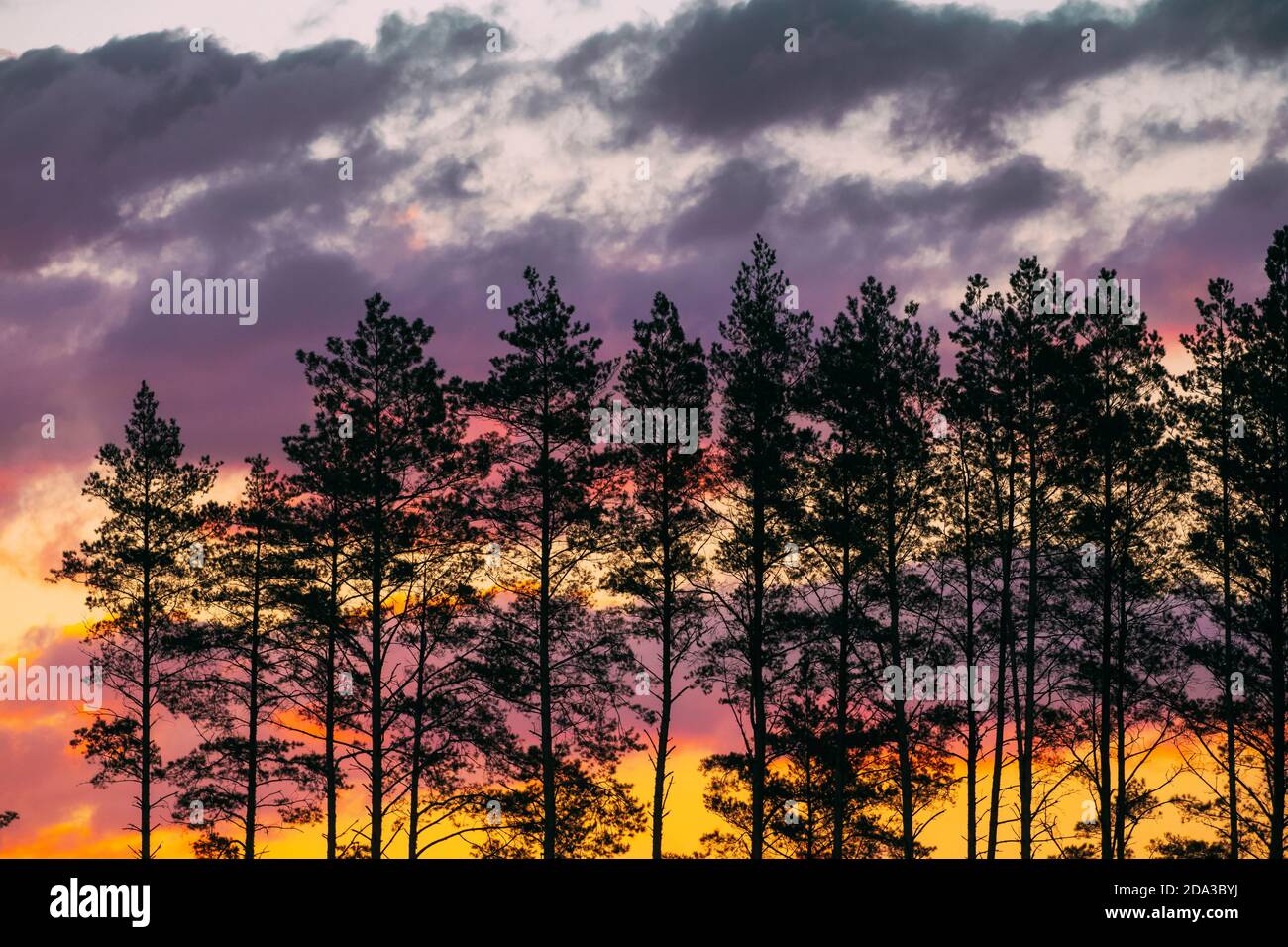 Sunset Sunrise Sky e Pine Forest Black Abete Trunks Silhouette in luce solare naturale di luminoso colorato drammatico cielo. Foresta di conifere soleggiata Foto Stock