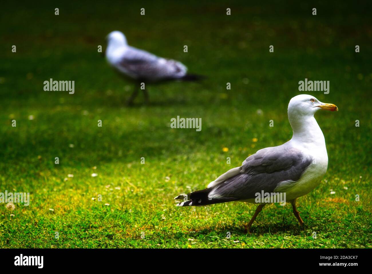 Uccelli e natura. Due gabbiani che camminano sull'erba di un prato Foto Stock