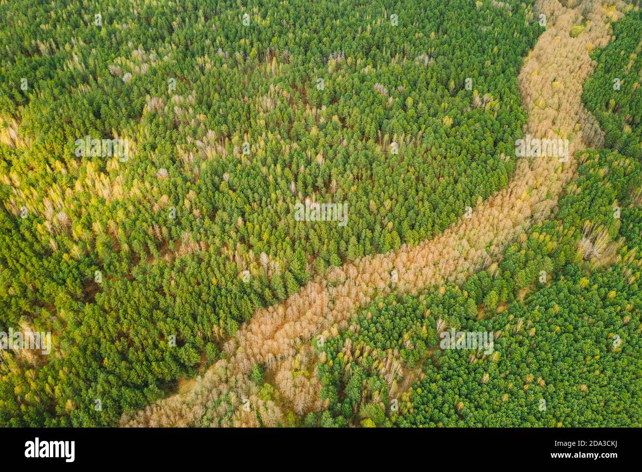 Stagione primaverile. Vista aerea di alberi decidui senza foglie di Foliage e Green Pine Forest in Paesaggio in Primavera. Vista dall'alto dall'atteggiamento Foto Stock