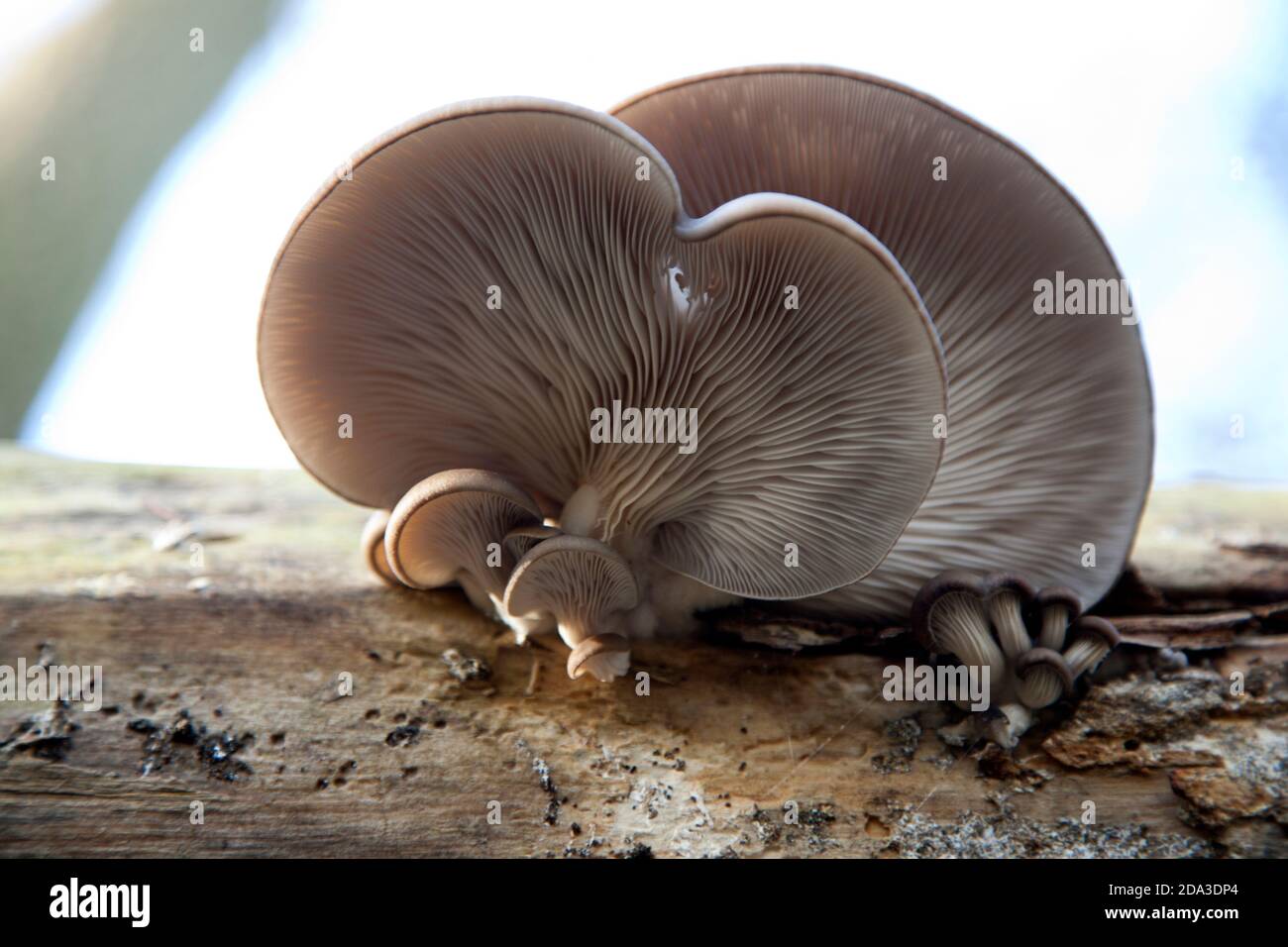 Funghi di ostrica (Pleurotus ostreatus); sparato dal basso Foto Stock