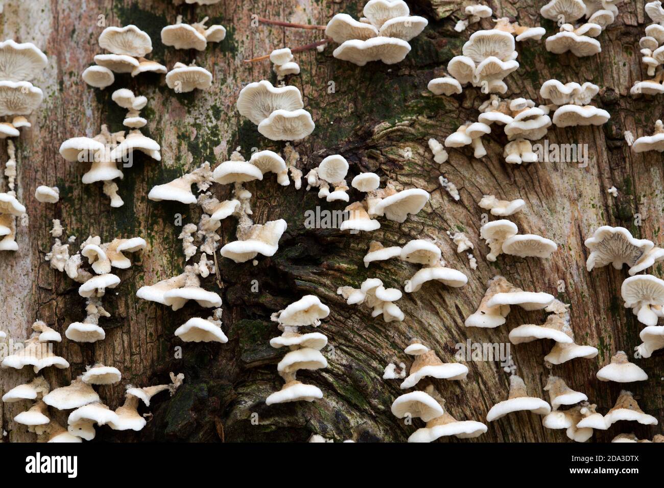 Funghi Plicaturopsis crspa su tronco di albero morto Foto Stock