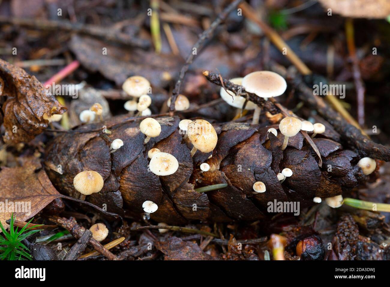 Funghi Strobilurus sp. Che cresce su cono di abete rosso Foto Stock