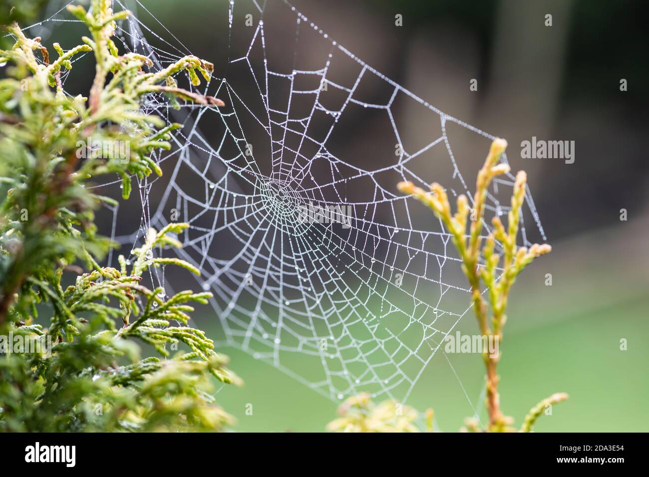 Un nastro di ragno coperto di umidità e rugiada (Arachnida) si è fatto girare attraverso Piante di conifere in autunno per la cattura di preda di insetti più visibile a causa delle goccioline d'acqua Foto Stock