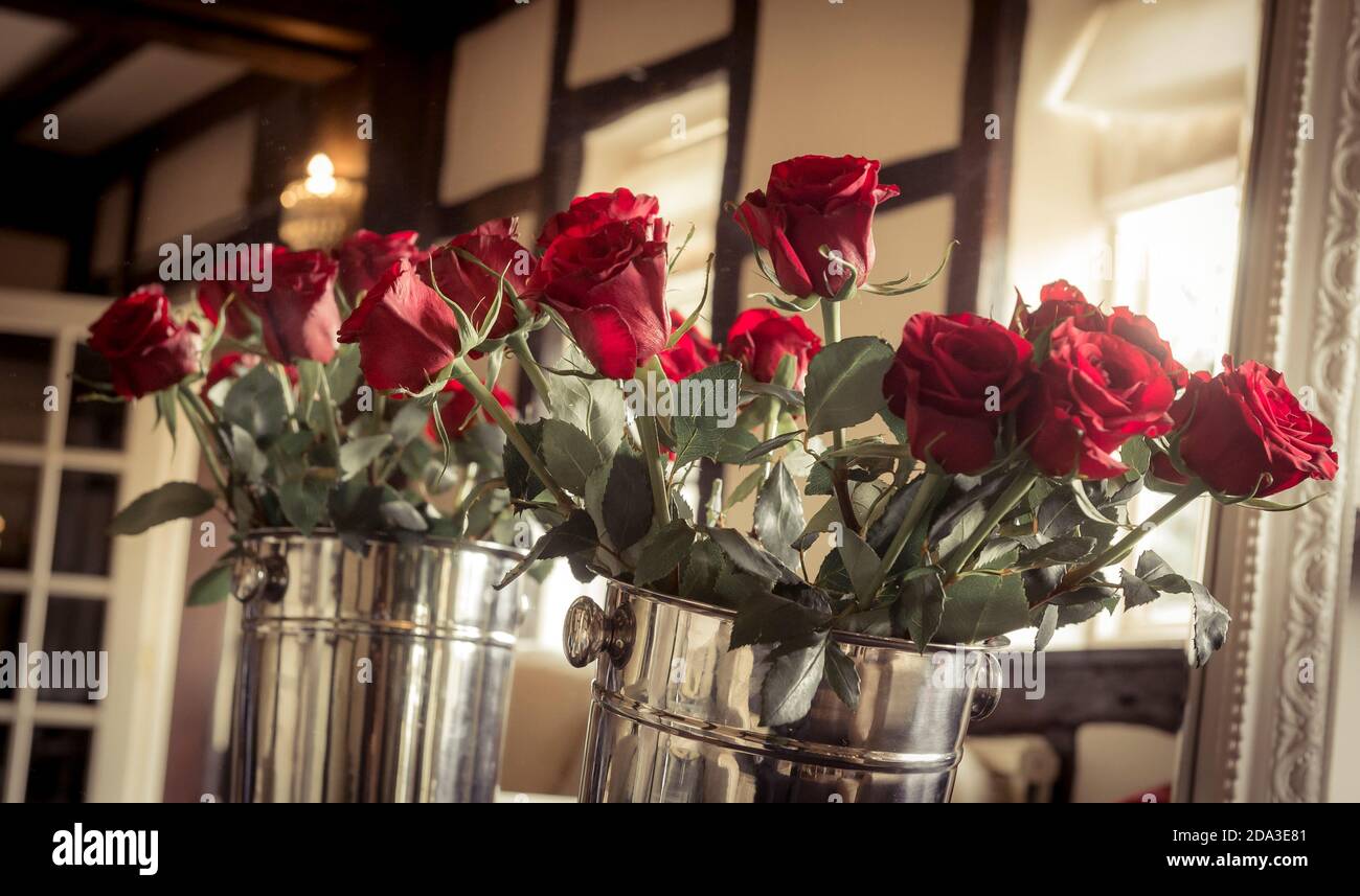 Rose rosse a gambo lungo disposte in secchi di champagne d'argento. Foto Stock