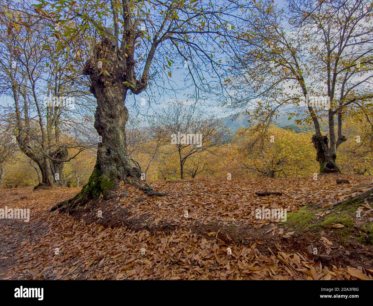 Bella stagione autunnale tra i castagni del Genal valle di Malaga Foto Stock