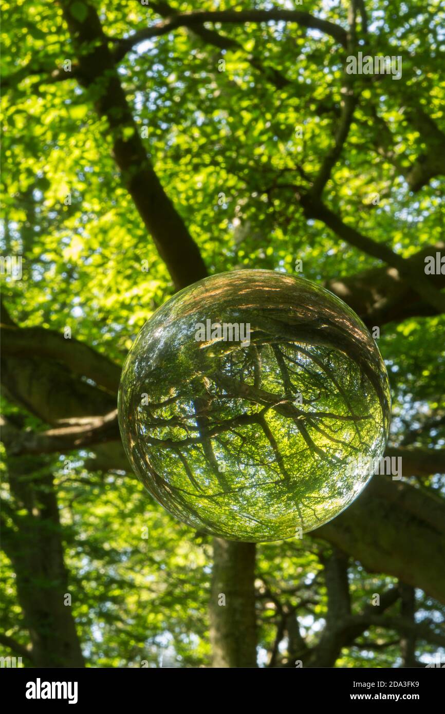 Un legno e alberi visti attraverso una palla di cristallo Foto Stock