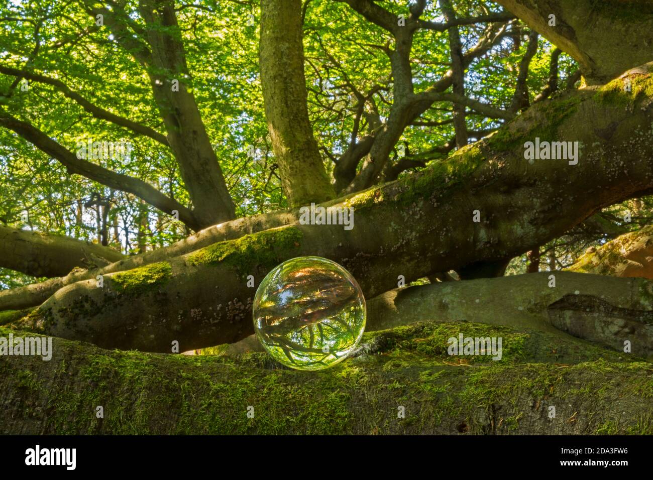 Un bosco e faggi, visti attraverso una palla di cristallo Foto Stock