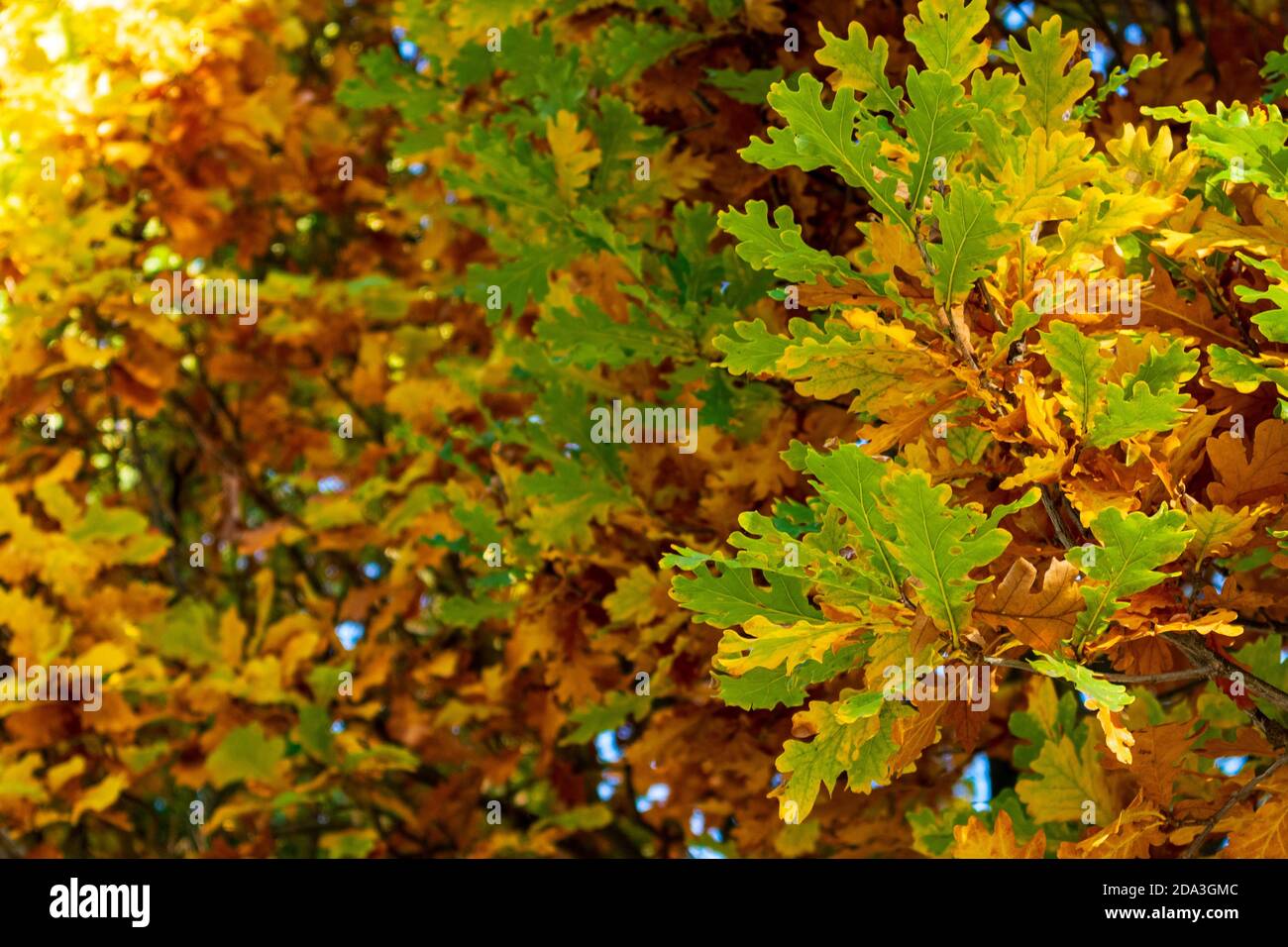 foglie gialle e verdi su un albero di quercia in autunno. Sfondo a fuoco selettivo con una posizione per il testo Foto Stock