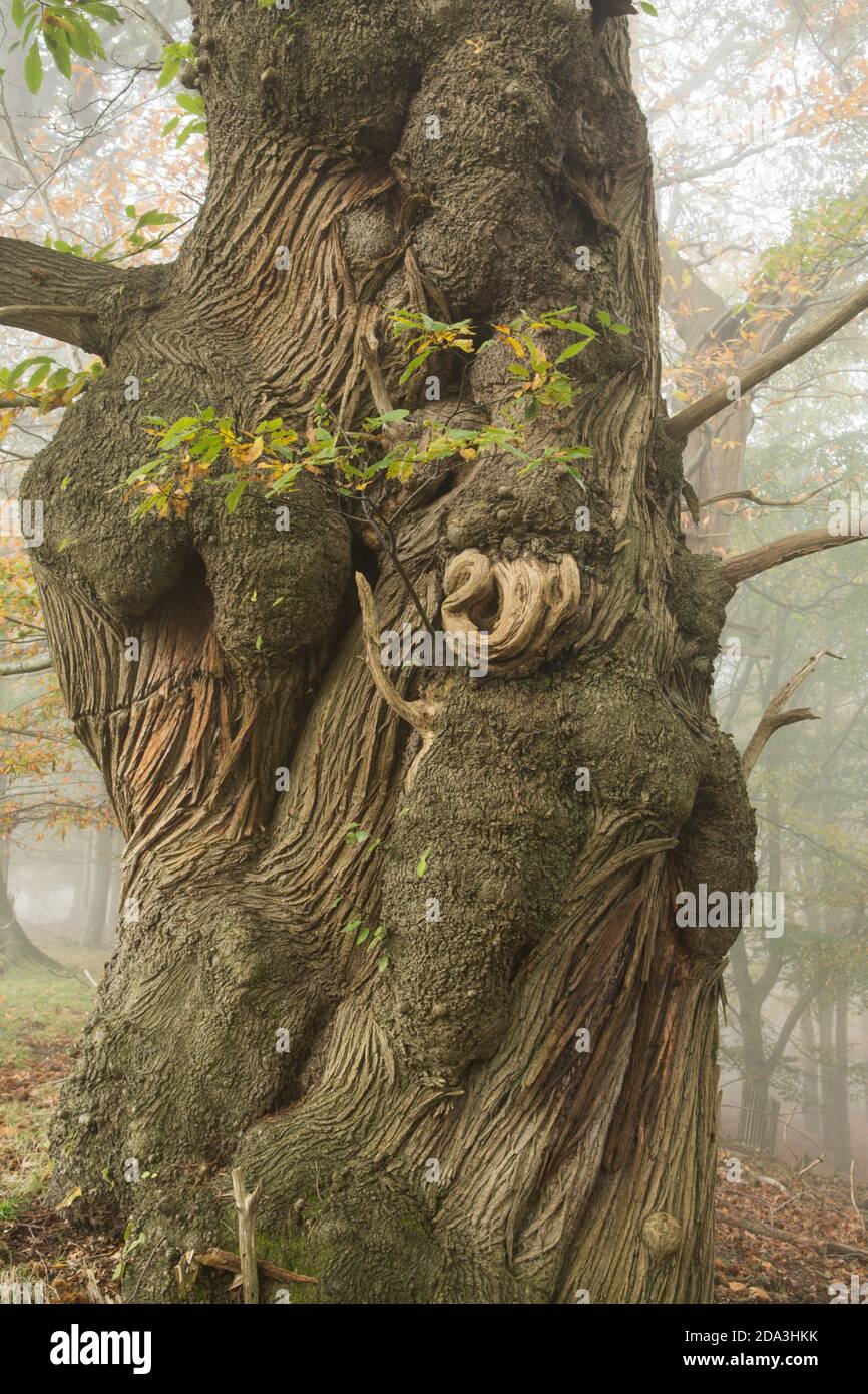 Castagno dolce, Castanea sativa, castagno spagnolo, castagno, tronco intrecciato e corteccia di un vecchio albero, Sussex, UK Foto Stock