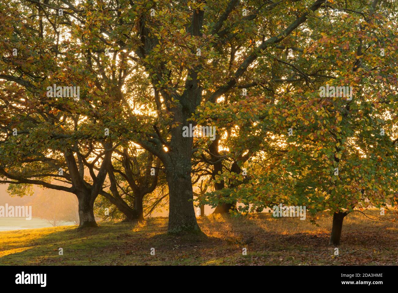 Comune Faggio, Fagus sylvatica, quercia, Qurcus, tramonto dietro foglie colorate in autunno sole che mostra attraverso alberi d'oro in autunno, novembre Foto Stock