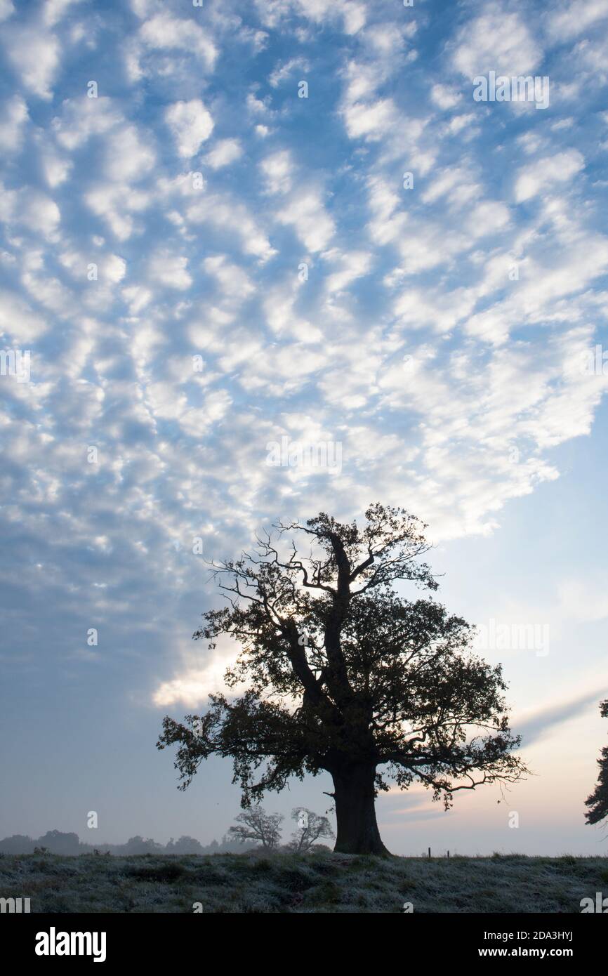 Singolo vecchio albero di quercia sulla cima di una collina isolato contro insolite nubi rotte sul bordo di un fronte meteo, Sussex, Regno Unito, novembre Foto Stock