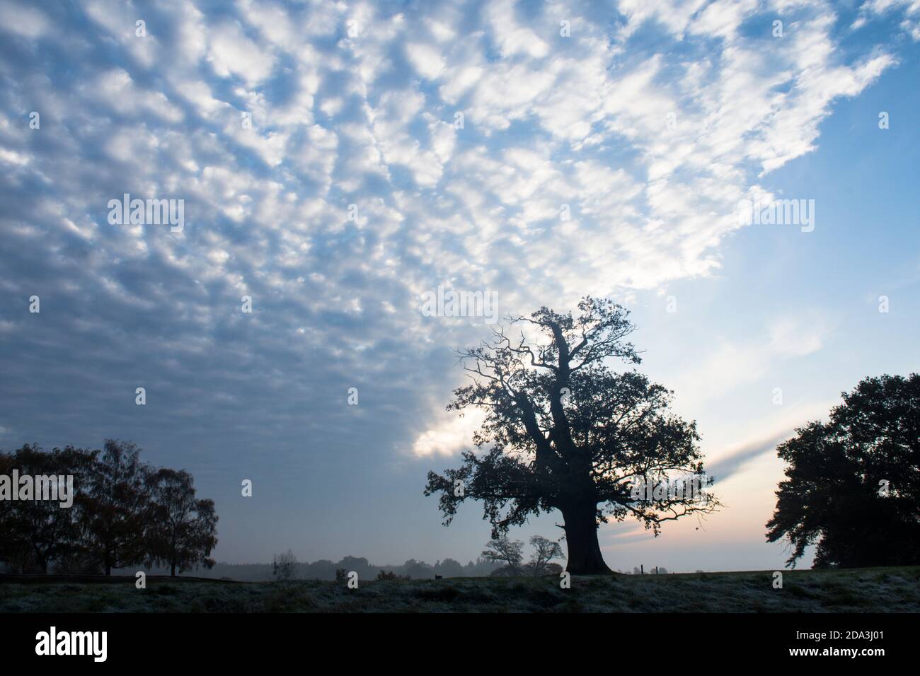 Singolo vecchio albero di quercia sulla cima di una collina isolato contro insolite nubi rotte sul bordo di un fronte meteo, Sussex, Regno Unito, novembre Foto Stock