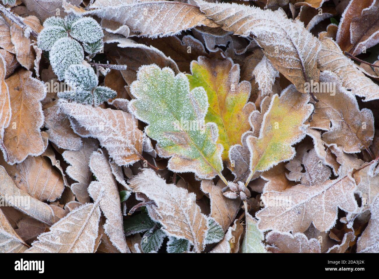 tre foglie di quercia gelate gialle e verdi sul terreno tra le altre foglie in gelo, con venature Foto Stock