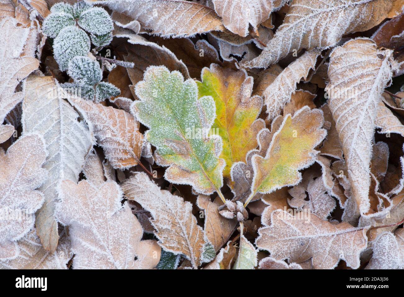 tre foglie di quercia gelate gialle e verdi sul terreno tra le altre foglie in gelo, con venature Foto Stock