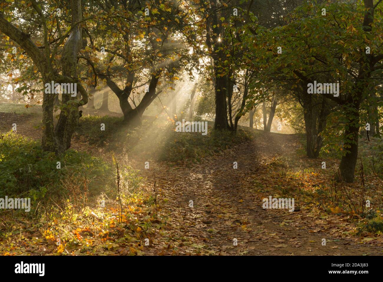 Raggi solari atmosferici, raggi di sole, raggi di sole, attraverso la nebbia in alberi misti nel bosco d'autunno, Sussex, UK, novembre Foto Stock