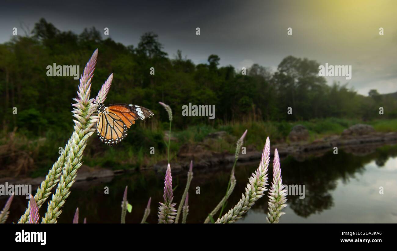 Una farfalla monarca impollinante fiori cockpettine sulla riva del fiume, pioggia tempesta copre la foresta tropicale in background. Mae Wong, Thailandia. Foto Stock