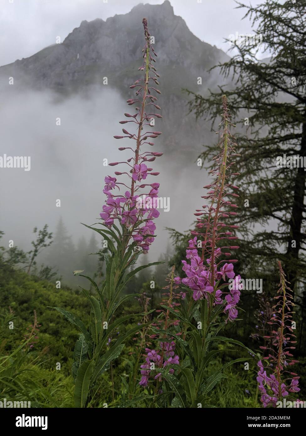 Fioritura dei fiori di sally su sfondo foggoso delle Alpi. Cielo nuvoloso, giorno piovoso. Foto Stock