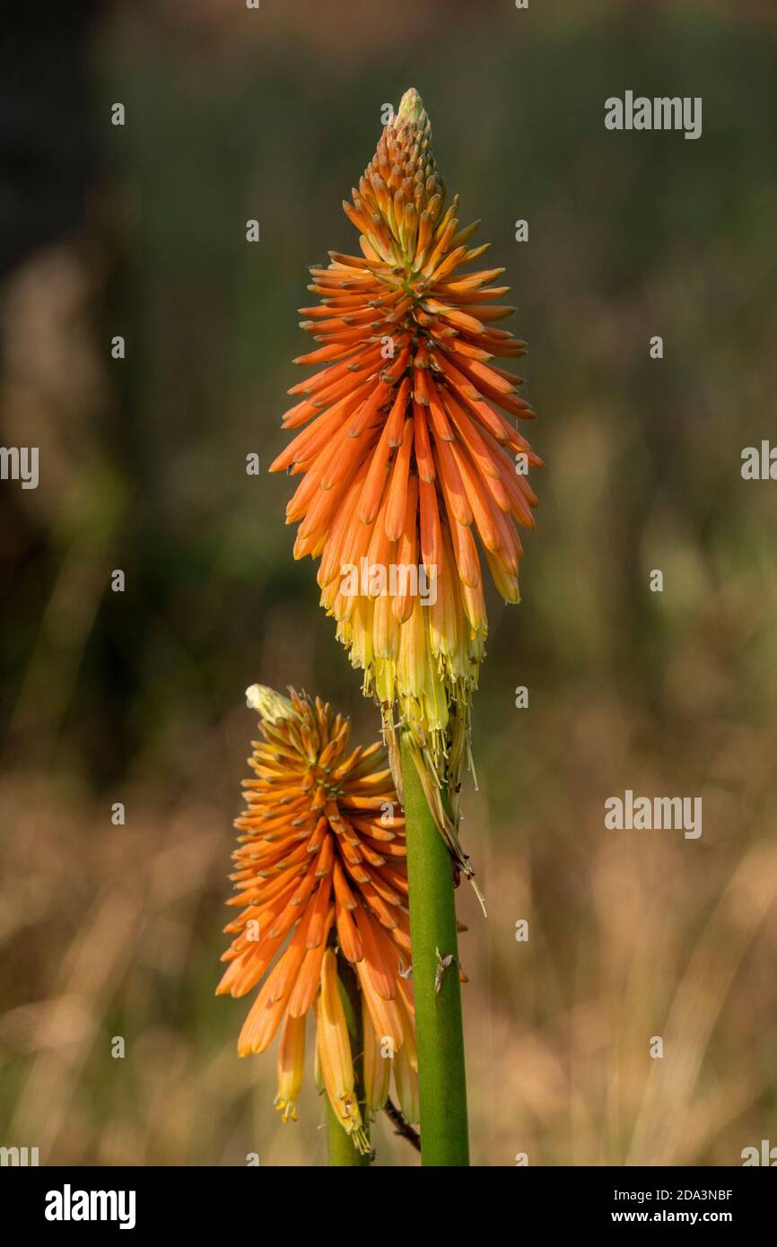 Dettaglio di testa di fiore rosso hot poker contro una morbida mettere a fuoco lo sfondo dell'autunno Foto Stock