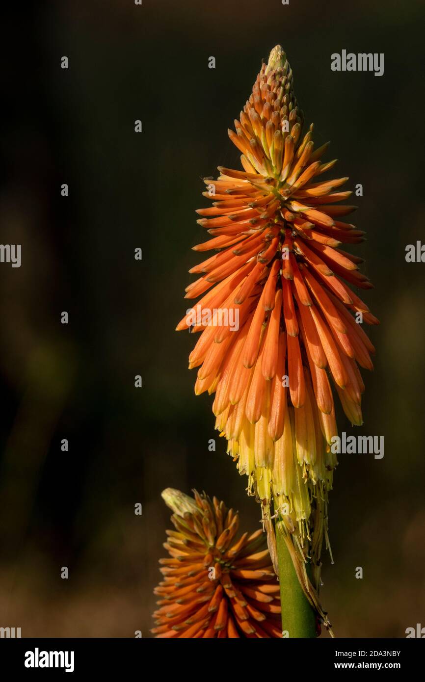 Dettaglio di testa di fiore rosso hot poker contro una morbida mettere a fuoco lo sfondo dell'autunno Foto Stock