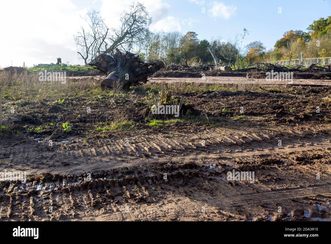 HS2 cantiere Crackley Woods, Kenilworth, Warwickshire, Inghilterra, Regno Unito, novembre 2020 area per il reimpianto dell'ecosistema boschivo Foto Stock