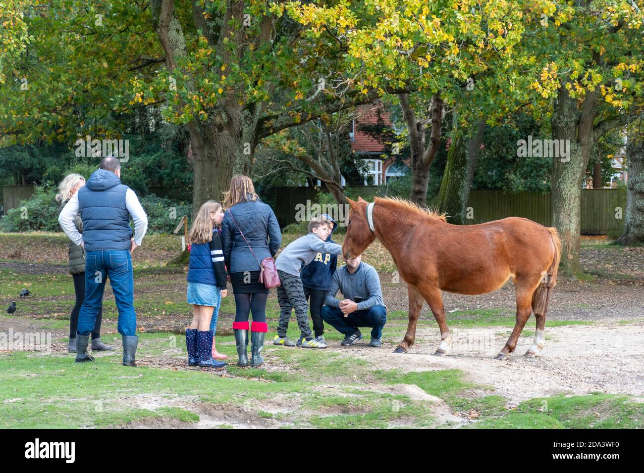 Persone famiglie che ammirano e accarezzano un pony della New Forest, New Forest National Park, Hampshire, Regno Unito Foto Stock