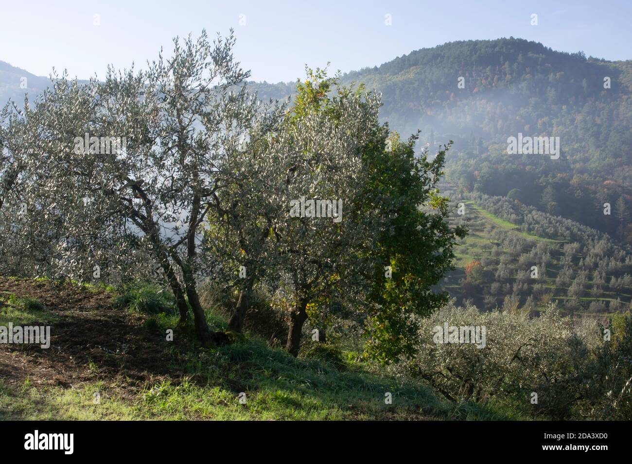 vista panoramica della tipica campagna toscana con ulivi e. montagne sullo sfondo Foto Stock