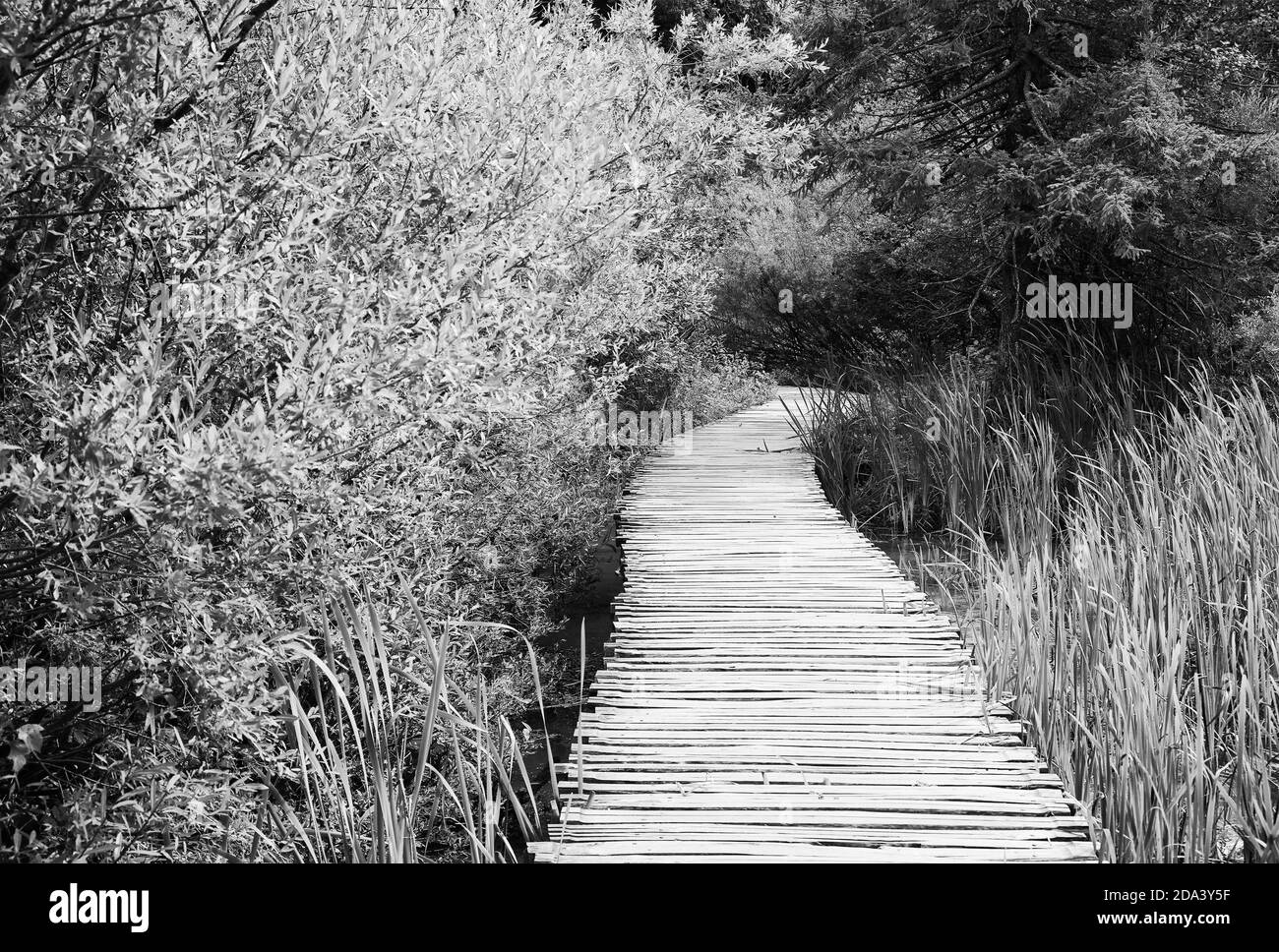 Sentiero in legno nel Parco Nazionale dei Laghi di Plitvice, Croazia, Europa Foto Stock