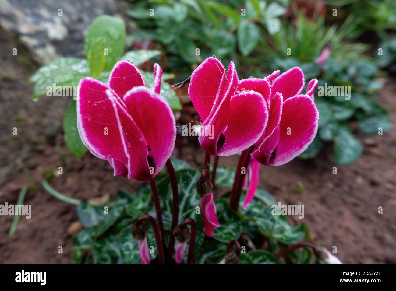 primo piano di hederifolium ciclamino Foto Stock