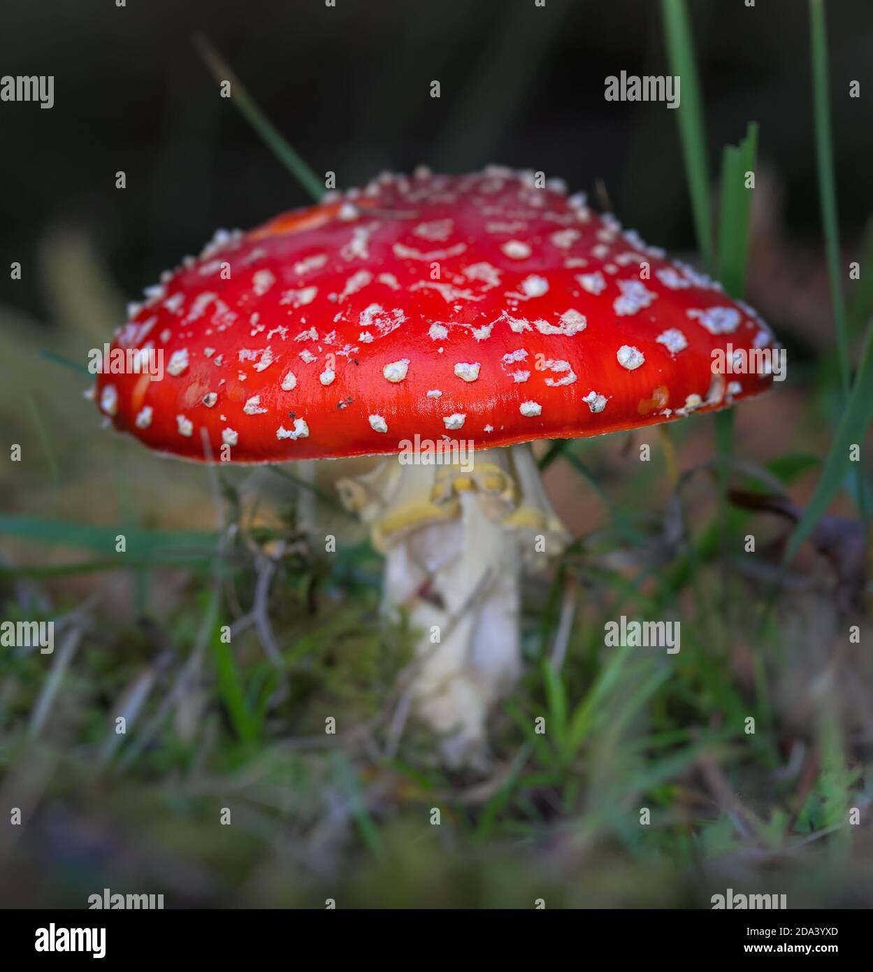 Macro di uno sgabello agarico Red Fly, Amanita muscaria, sul Floor della Foresta UK Foto Stock