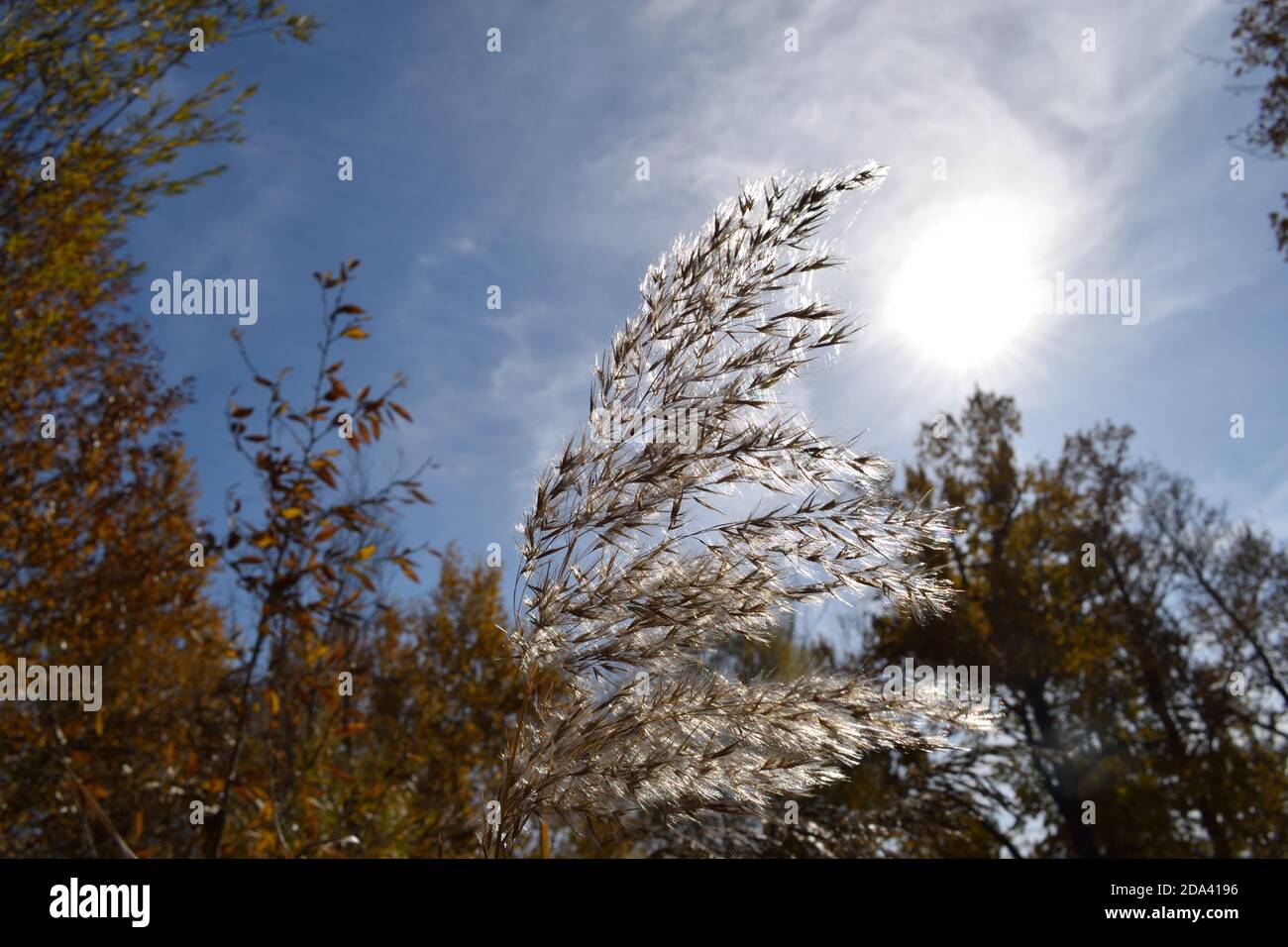 Erba matura in autunno Foto Stock