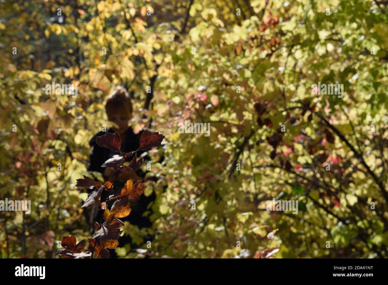 Misteriosa Donna a piedi in Autumnal Woods Foto Stock