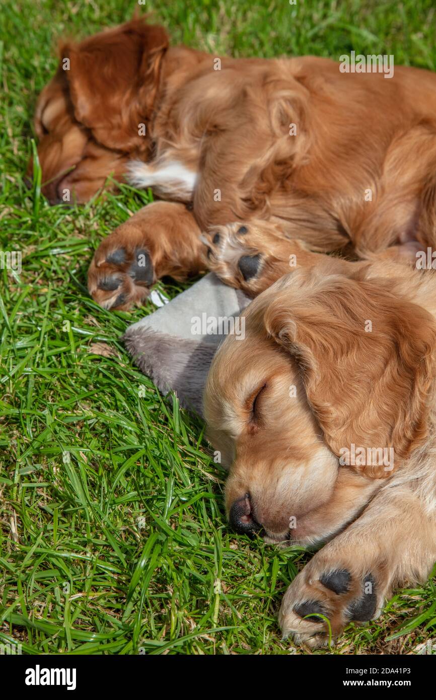 Carino cani cuccioli marroni che dormono al sole sull'erba Foto Stock